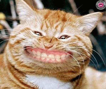 cheeeeeeeeze